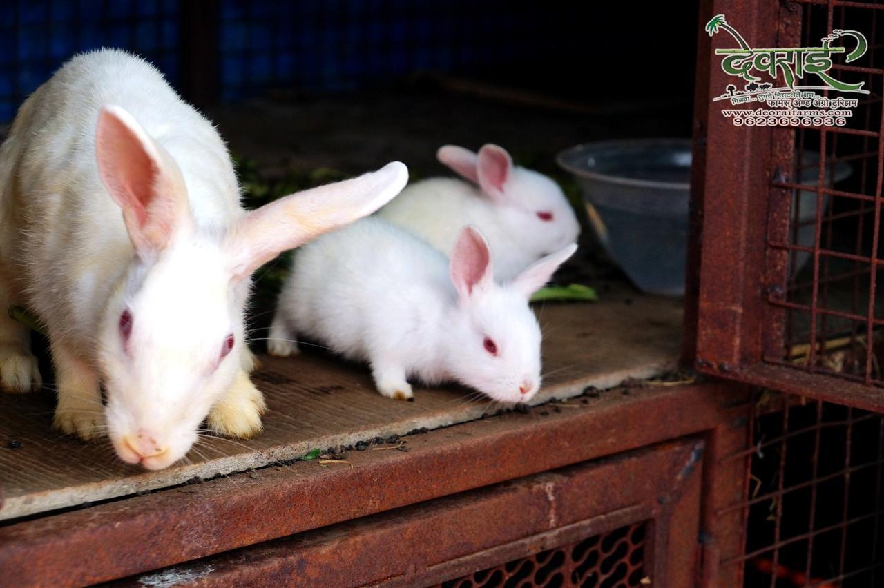 Deorai Farms And Agro Resort Pune Ngoại thất bức ảnh
